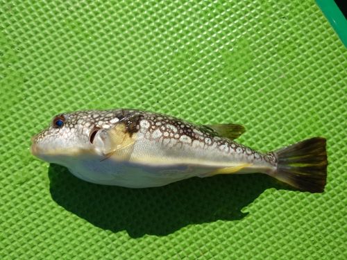 コモンフグの釣果