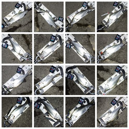 セイゴ（ヒラスズキ）の釣果