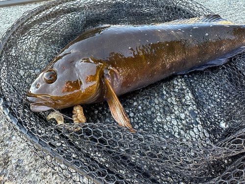 アイナメの釣果