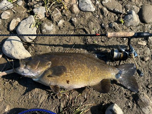スモールマウスバスの釣果