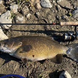 スモールマウスバス