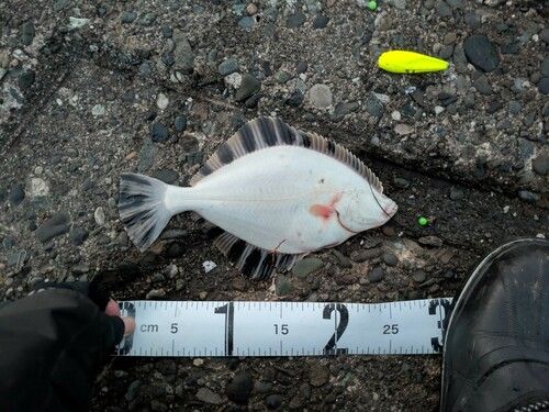 カワガレイの釣果