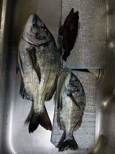 クロダイの釣果