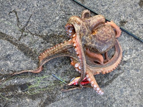 タコの釣果