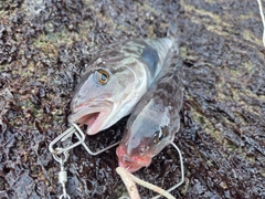 ホッケの釣果