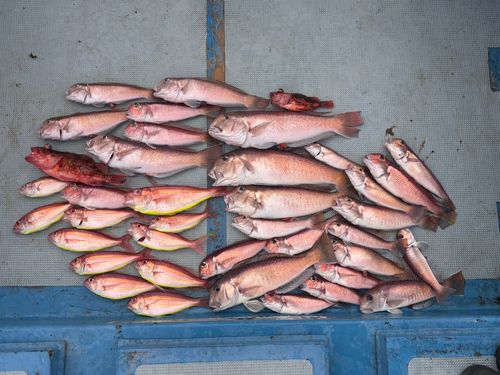 シロアマダイの釣果