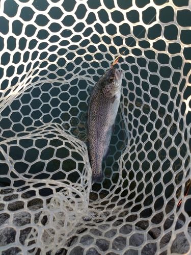 ニジマスの釣果