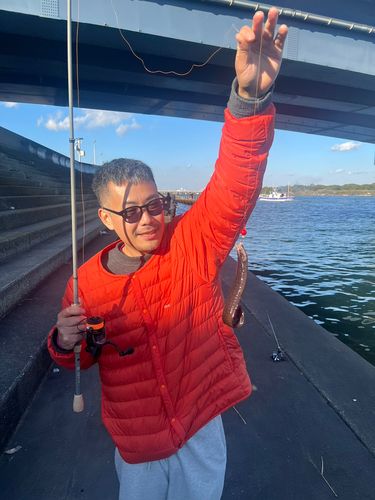 ダイナンギンポの釣果