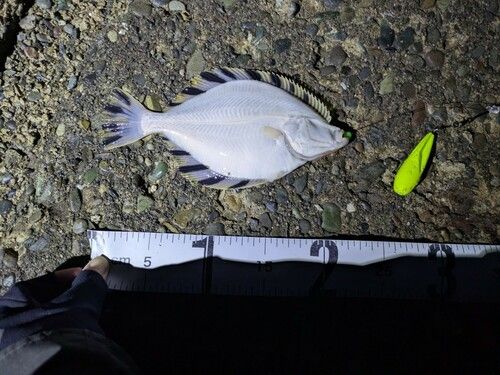 カワガレイの釣果