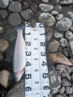 ニジマスの釣果