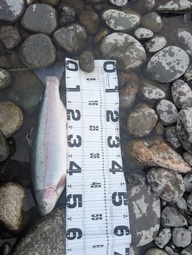 ニジマスの釣果