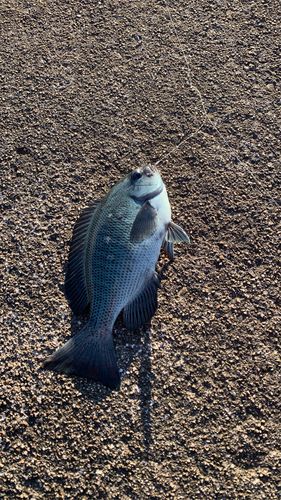 グレの釣果