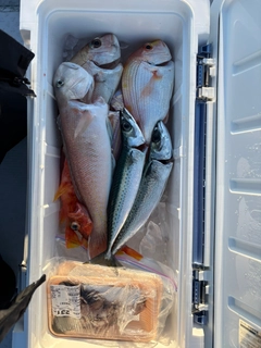 シロアマダイの釣果