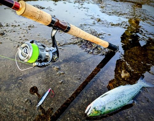 サクラマスの釣果