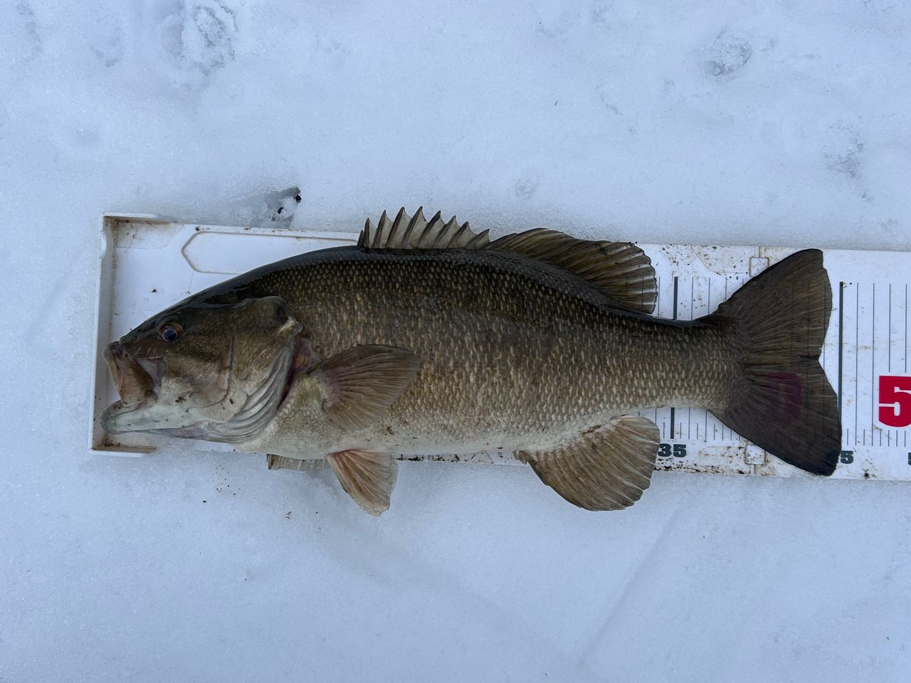 スモールマウスバス