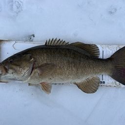 スモールマウスバス