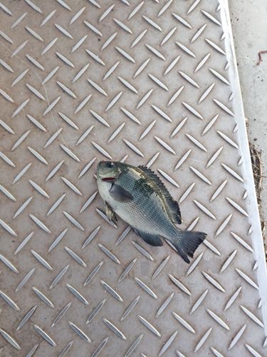 グレの釣果