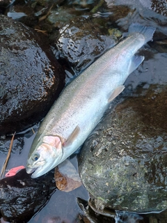 ニジマスの釣果