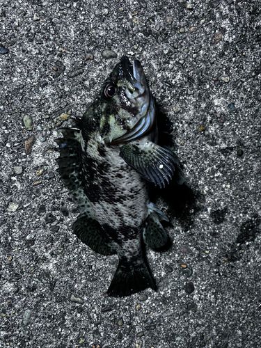 クロソイの釣果