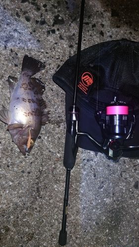 シロメバルの釣果