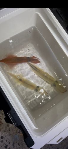 ヤリイカの釣果