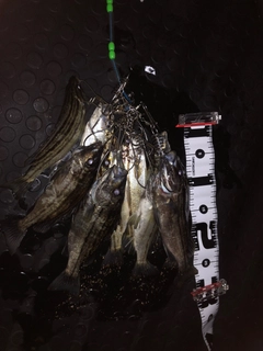 シマイサキの釣果