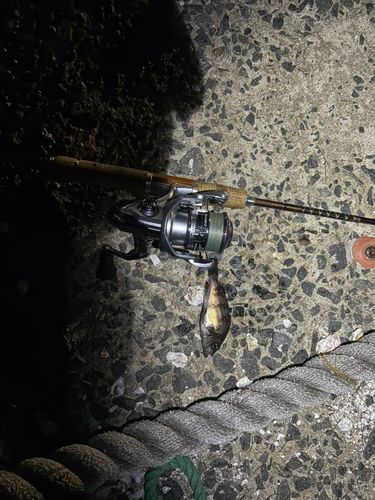 セイゴ（ヒラスズキ）の釣果