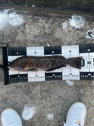 アイナメの釣果