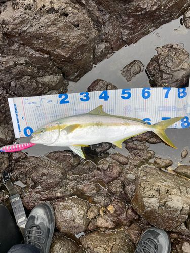 ヒラマサの釣果