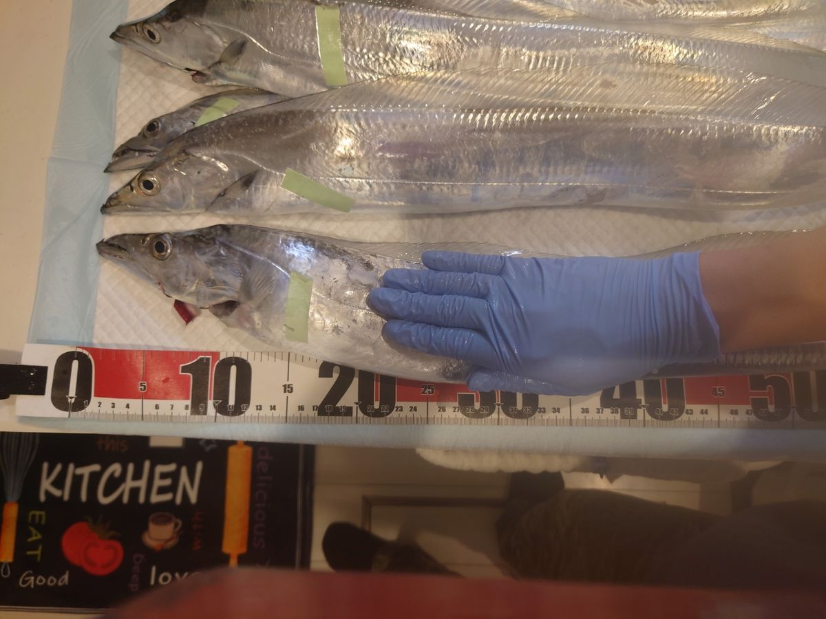 狐.comさんの釣果 3枚目の画像