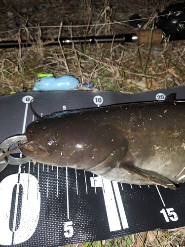 ナマズの釣果