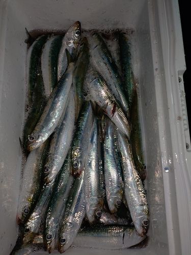 マイワシの釣果