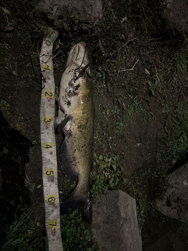 アメリカンキャットフィッシュの釣果