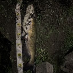 アメリカンキャットフィッシュ