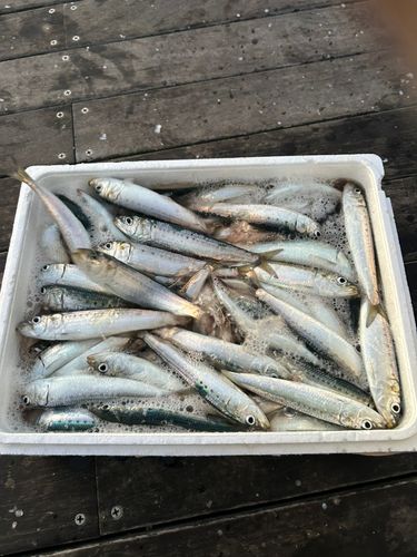 マイワシの釣果