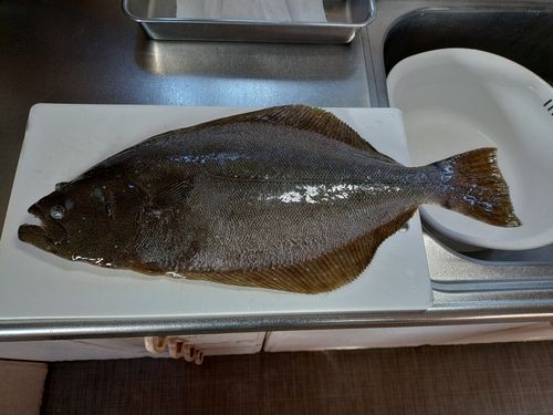 ヒラメの釣果