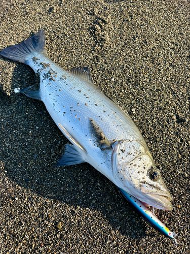 ヒラスズキの釣果