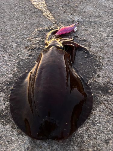 アオリイカの釣果