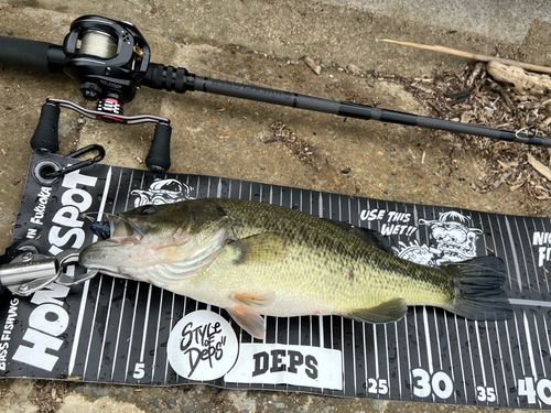 ブラックバスの釣果