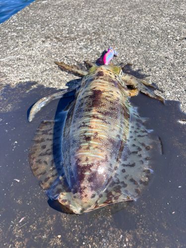 アオリイカの釣果