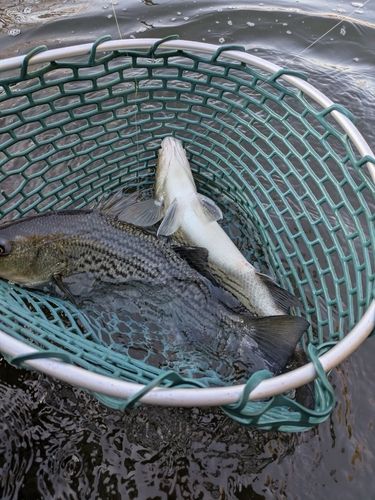 ストライパーの釣果