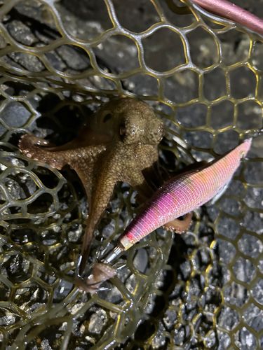 東京湾（富津〜金谷）