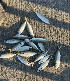 アジの釣果