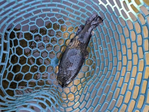 ブラウントラウトの釣果