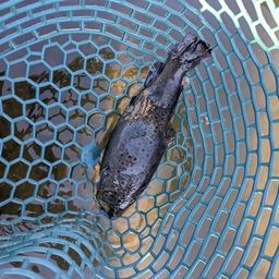 ブラウントラウト