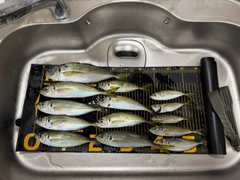 マアジの釣果