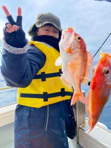 レンコダイの釣果
