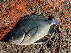 オナガグレの釣果
