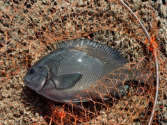 オナガグレの釣果