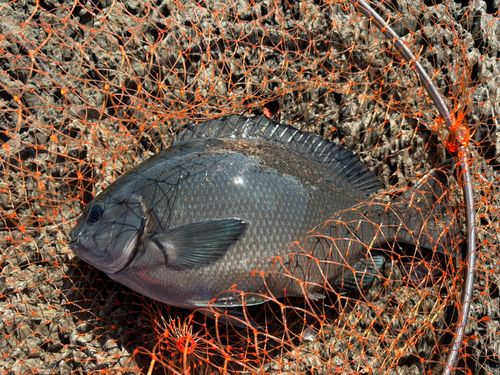 オナガグレの釣果